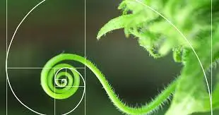 Mathematical patterns in nature